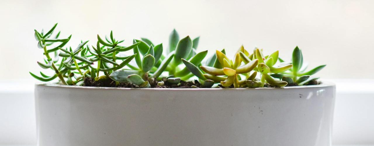 Planten in huis en tuin zorgen voor rust en leven